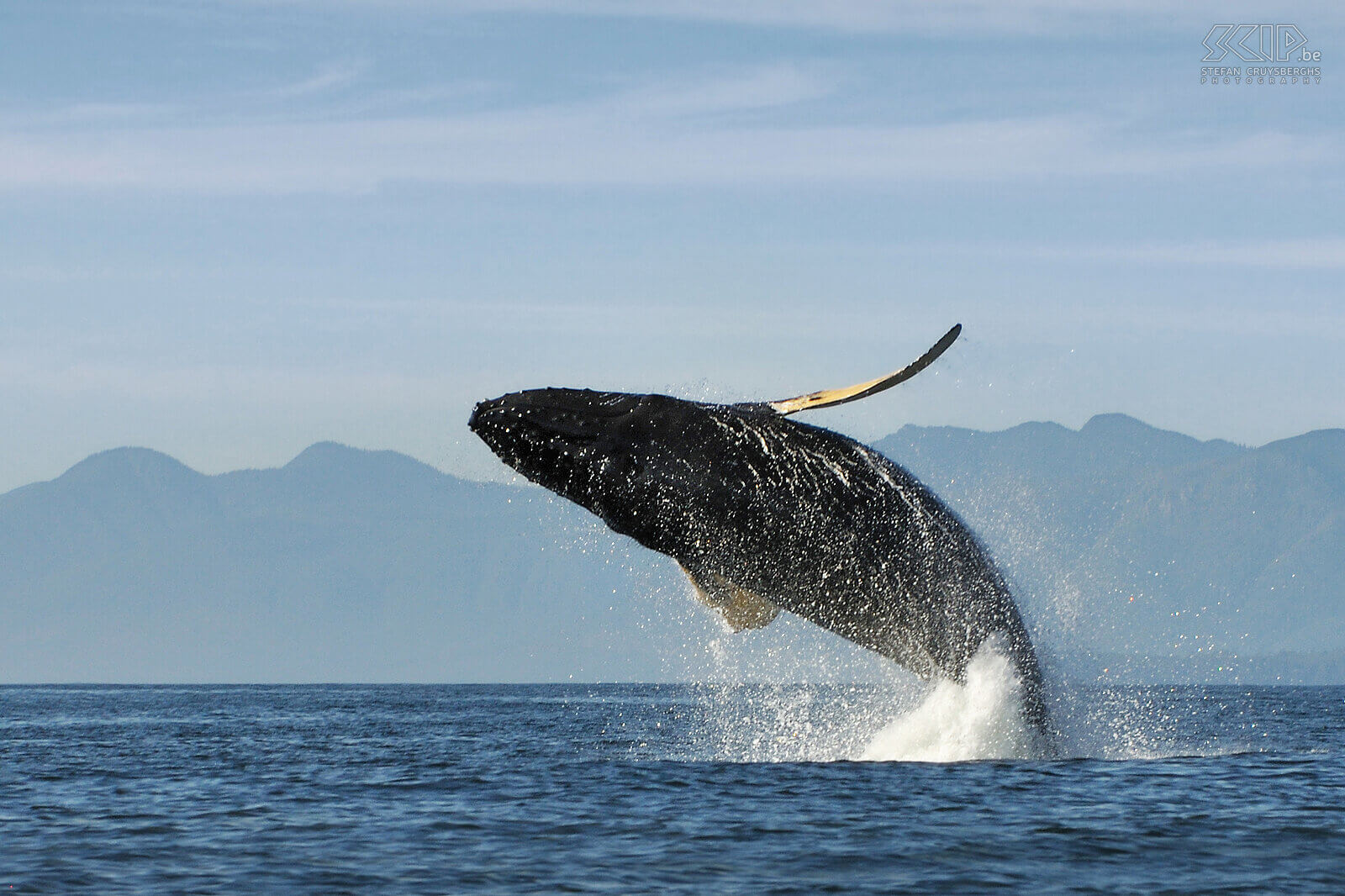 Tofino - Springende bultrug Springende bultrug (humpback whale/Megaptera novaeangliae). Walvissen springen waarschijnlijk als ze in groep zijn en om sociale redenen zoals het tonen van dominantie of interesse om te paren of als waarschuwing voor gevaar. Stefan Cruysberghs